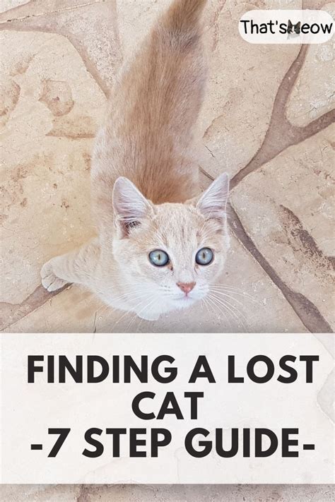 odds of finding a lost cat after a week|How To Find A Lost Cat in 16 Steps & How To Prevent It From .
